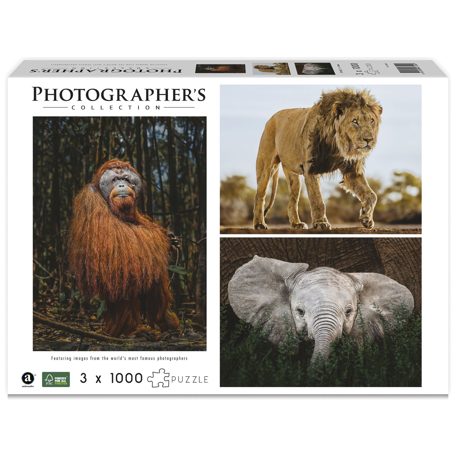 Löwe, Tierwelt, Affe, Elefant, Zoo