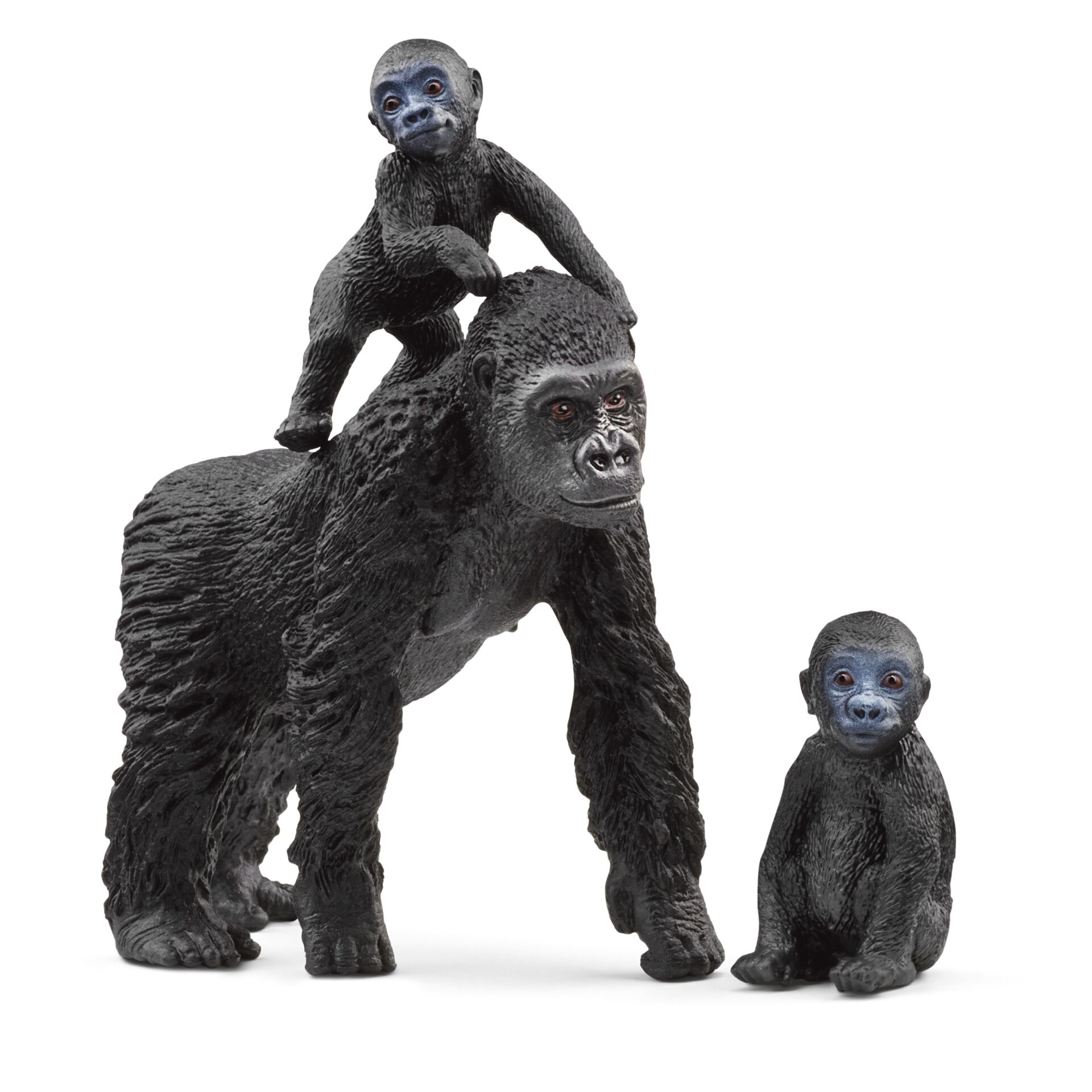 Animal, Ape, Mammal, Wildlife, Monkey