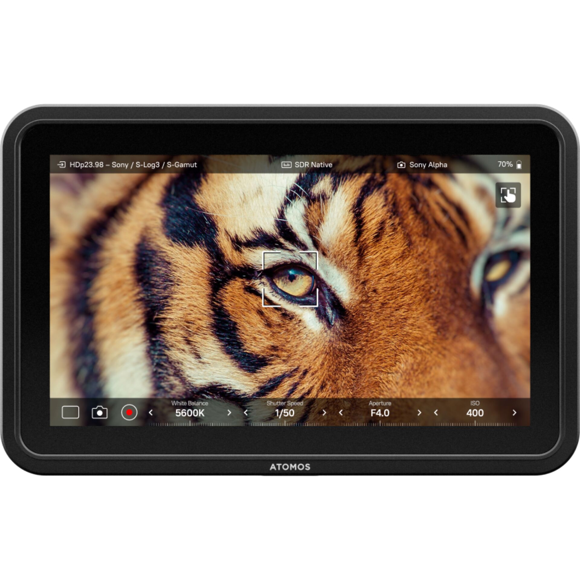 tablet, monitor, Tiger, Anzeige, Kamera