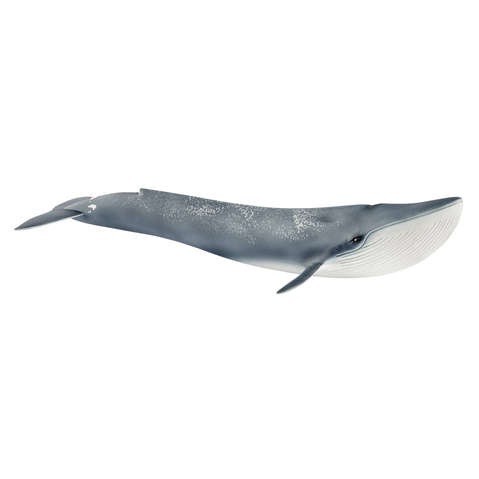 Animal, Mammal, Sea Life, Whale, Shark
