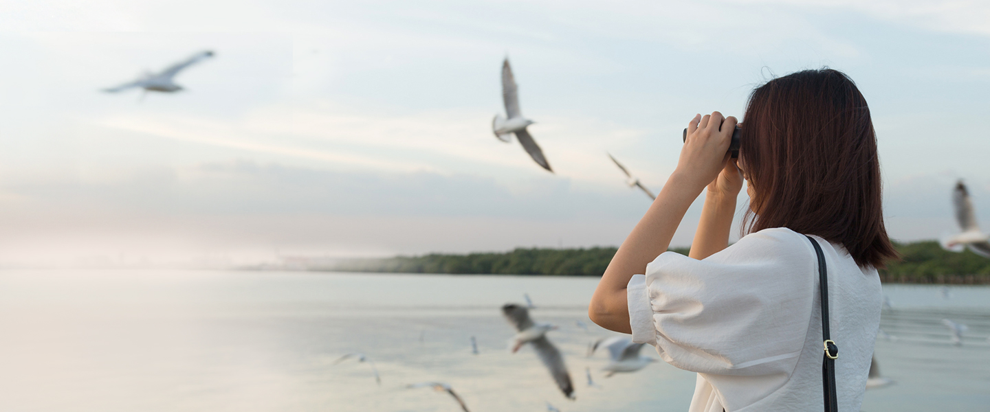 Seagulls, Birds, Ozean, Meer, Figur mit Fernglas