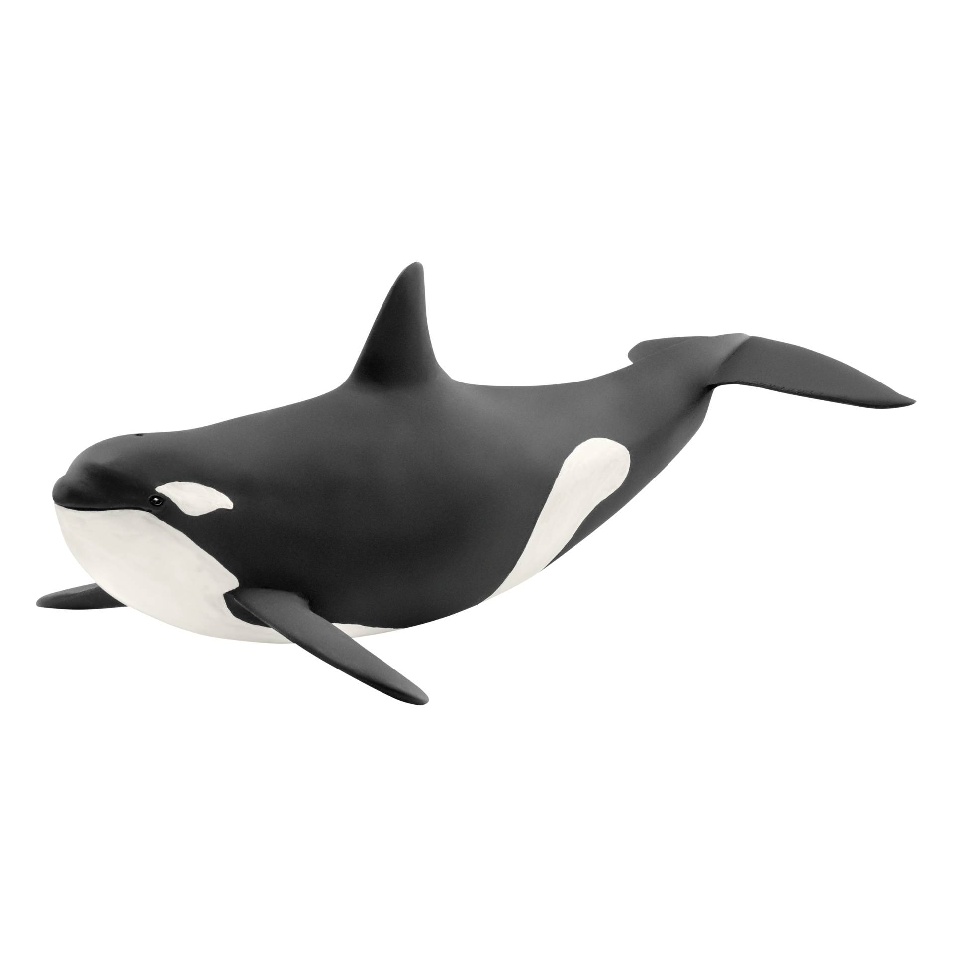Animal, Mammal, Sea Life, Whale, Shark