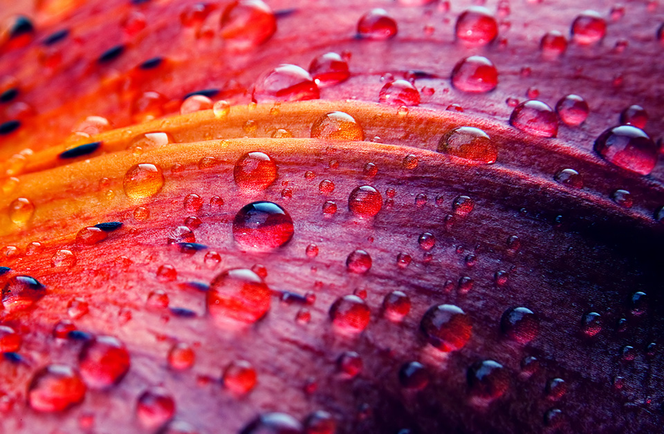 rose, rose petal, Wassertropfen, Makro, farbig