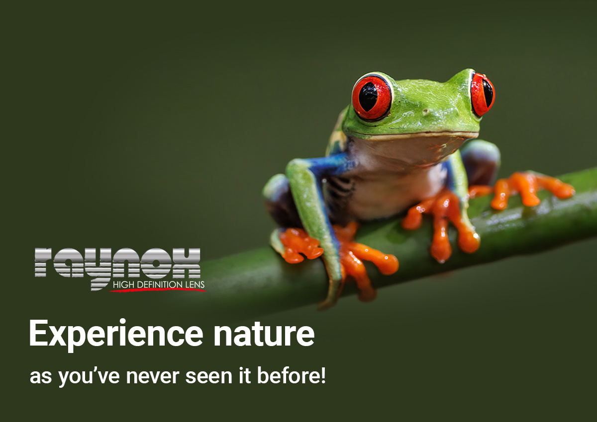 Frosch, Grün, rote Augen, Kleiner Frosch, Orangene Zehen