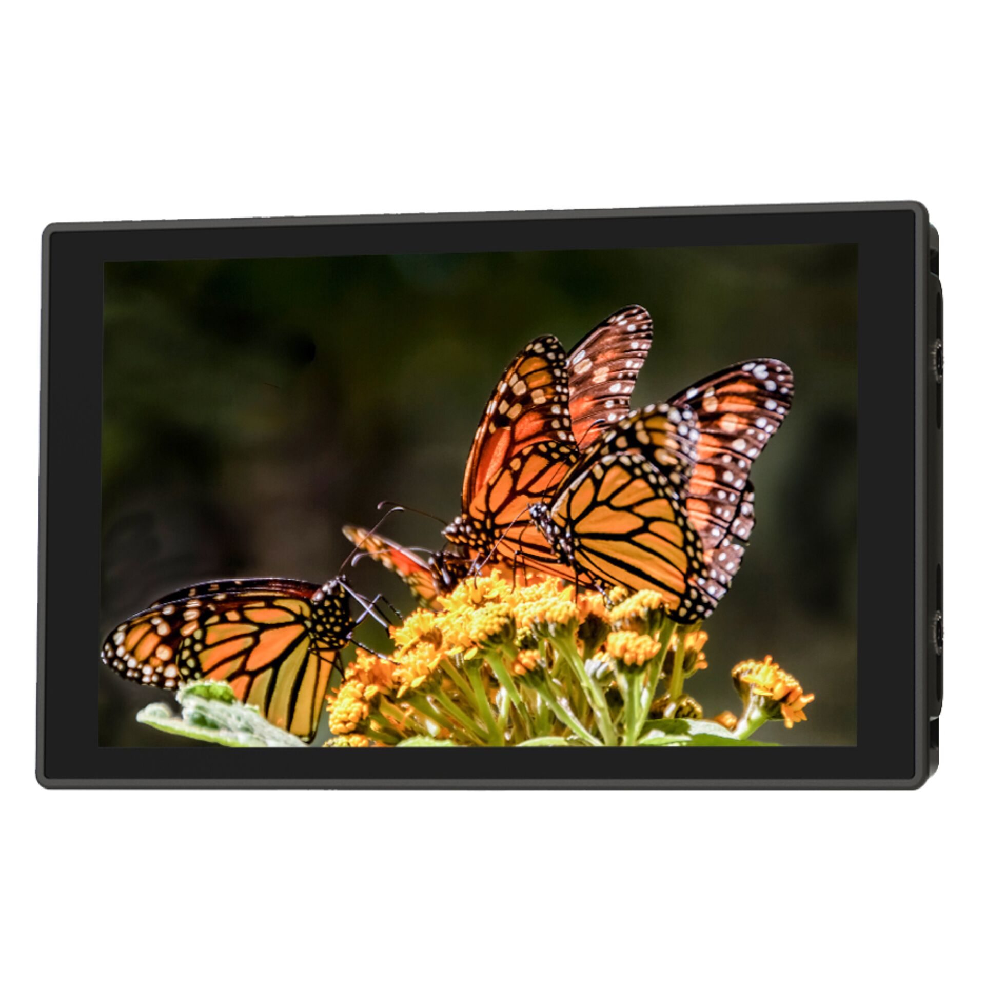 Monarch-Schmetterling, Oranger Schmetterling, Schmetterlinge, Blumenstrauß, Naturaufnahme