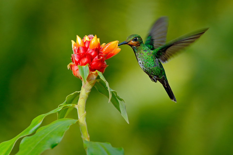 hummingbird, blume, grün, rote blume, natur