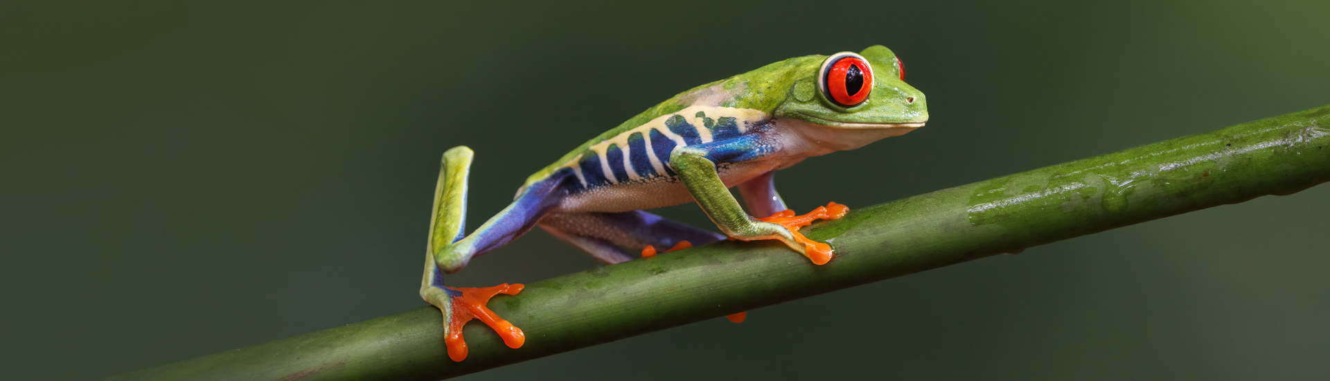 Frosch, Rotaugen-rote Augen, grün, bunte Muster, Kletterfrosch